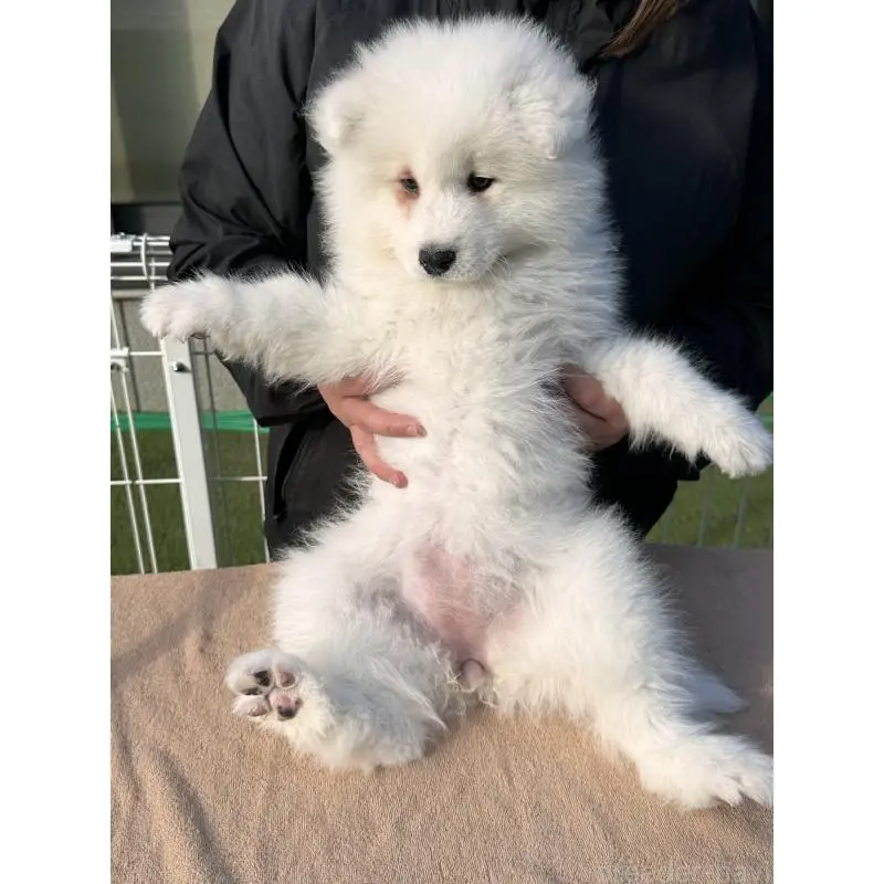 販売中の茨城県のサモエド-451259の3枚目