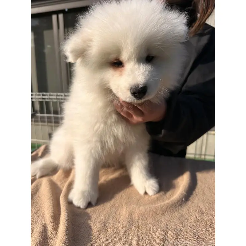 販売中の茨城県のサモエド-451259の2枚目