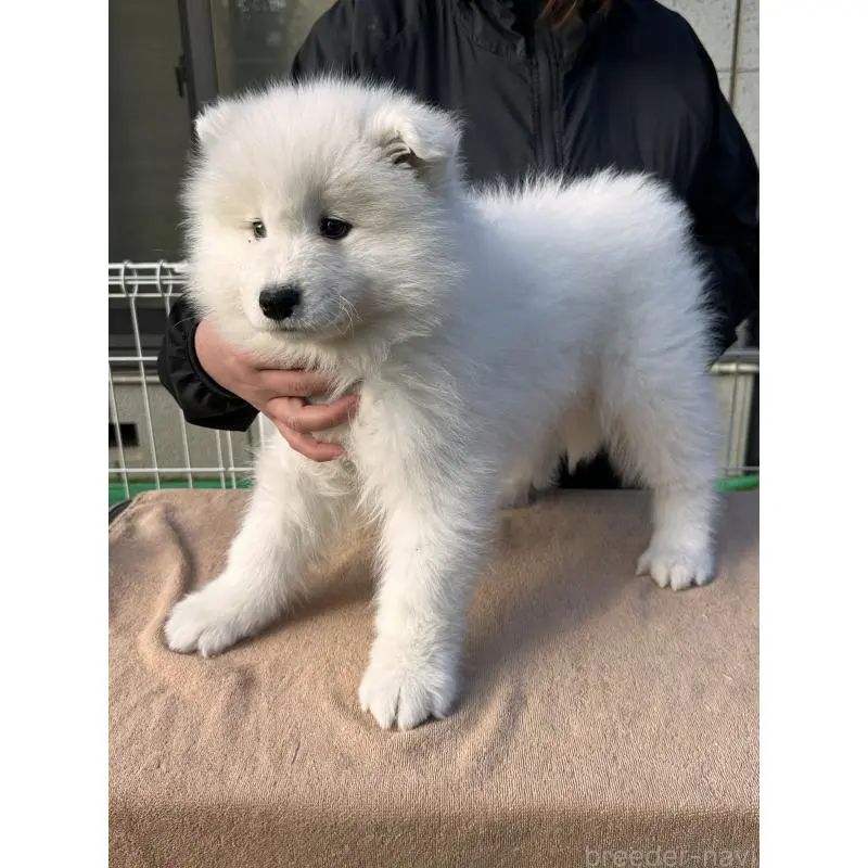 販売中の茨城県のサモエド-451262の5枚目