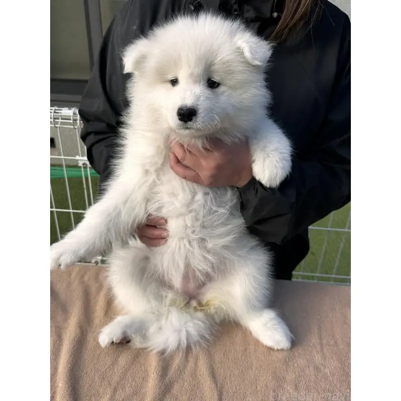 販売中の茨城県のサモエド-451262の3枚目