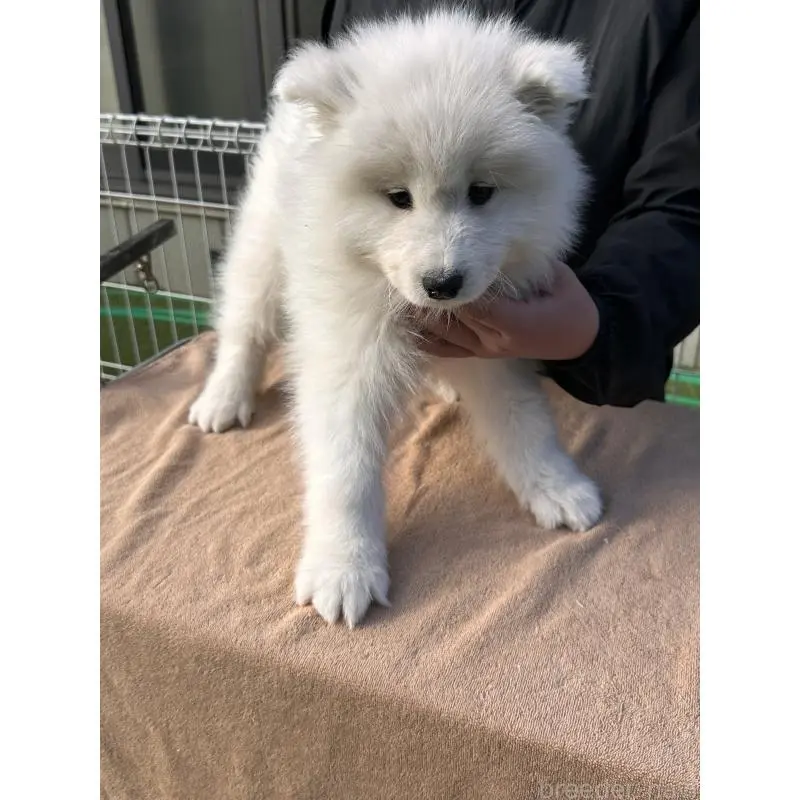 販売中の茨城県のサモエド-451262の2枚目