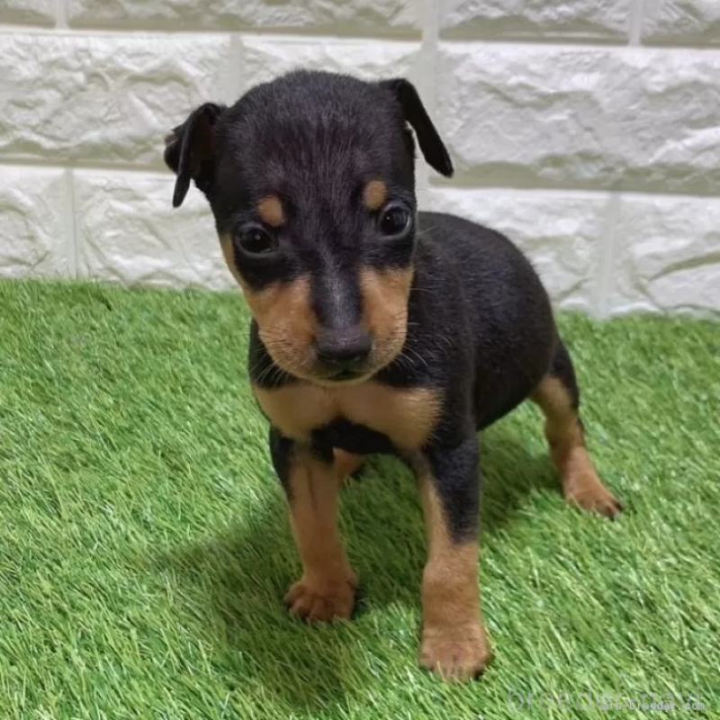 販売中の愛知県のミニチュアピンシャー(ミニピン)-450142