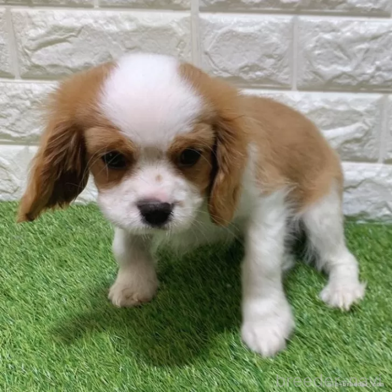 販売中の愛知県のキャバリアキングチャールズスパニエル-439926の5枚目