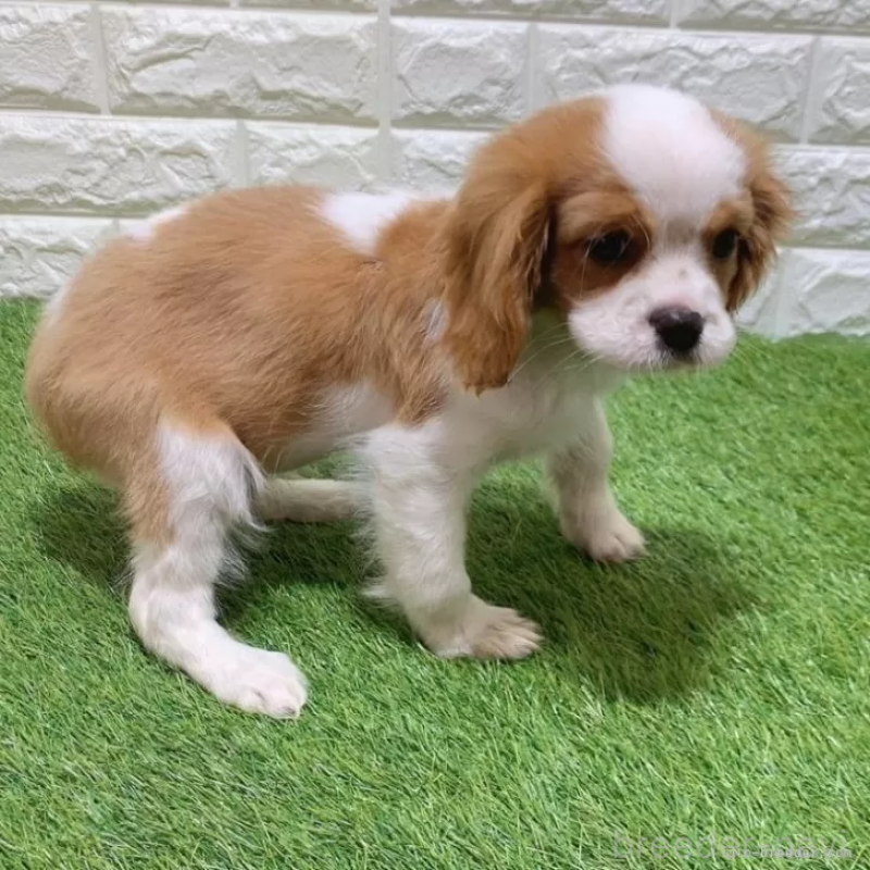 販売中の愛知県のキャバリアキングチャールズスパニエル-439926の4枚目