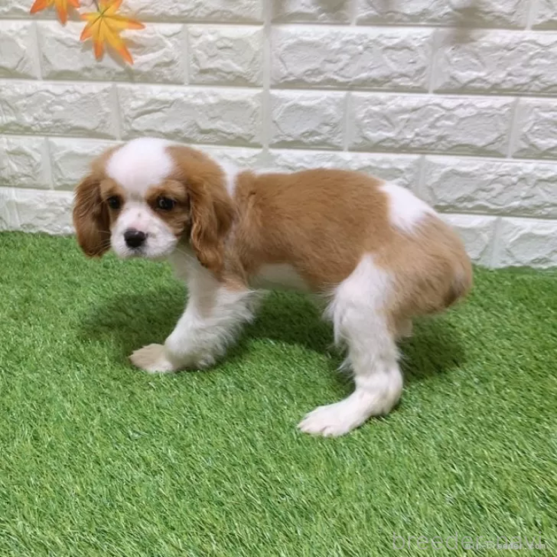 販売中の愛知県のキャバリアキングチャールズスパニエル-439926の3枚目