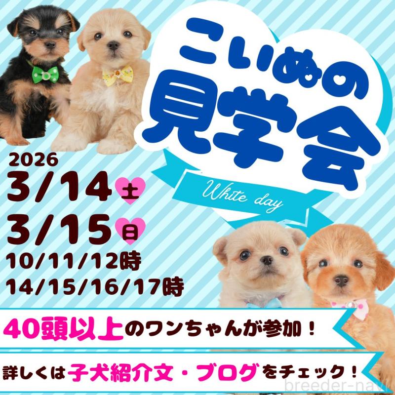 成約済の静岡県のマルシーズー:マルチーズ×シーズー-446906の2枚目