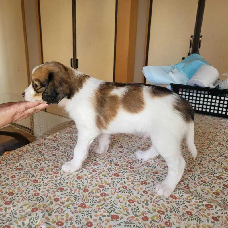 販売中の広島県のコーイケルホンディエ-451278の2枚目