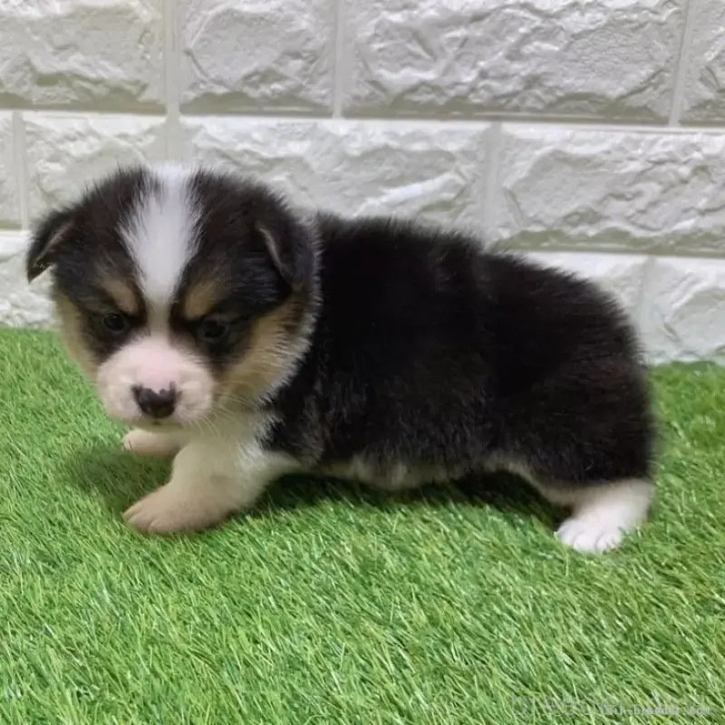 販売中の愛知県のウェルシュコーギーペンブローク-451279の4枚目