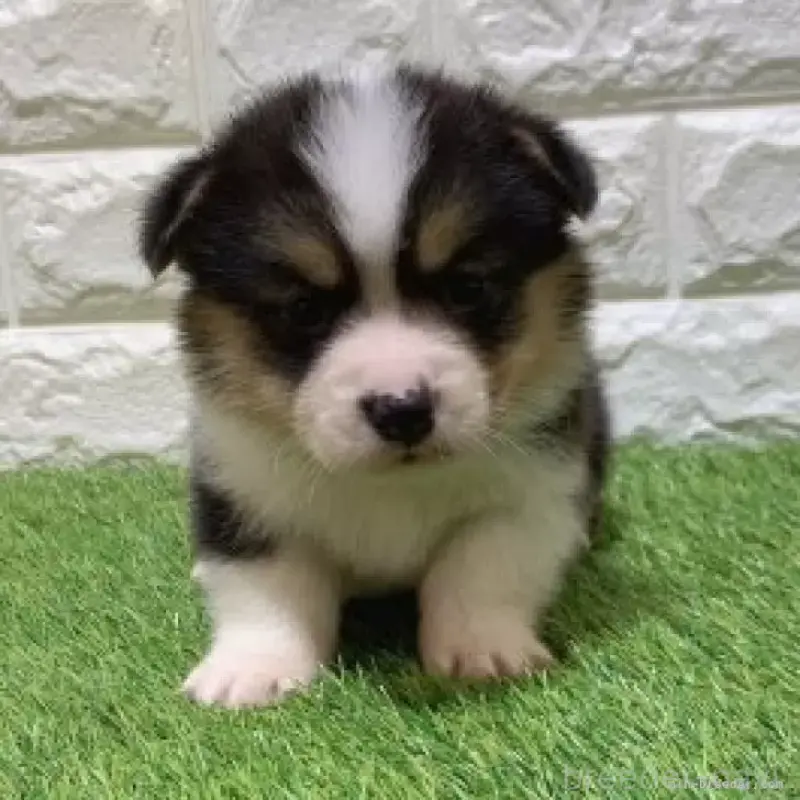 販売中の愛知県のウェルシュコーギーペンブローク-451279の3枚目