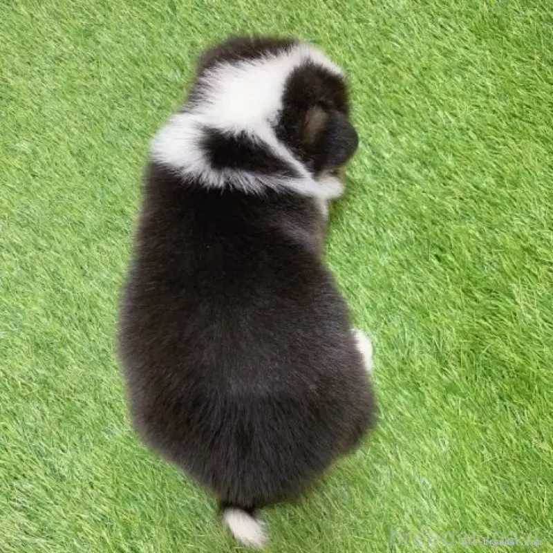 販売中の愛知県のウェルシュコーギーペンブローク-451279の2枚目