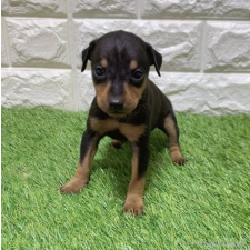 ♀︎ミニチュアピンシャー(ミニピン)