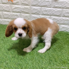♀︎キャバリアキングチャールズスパニエル