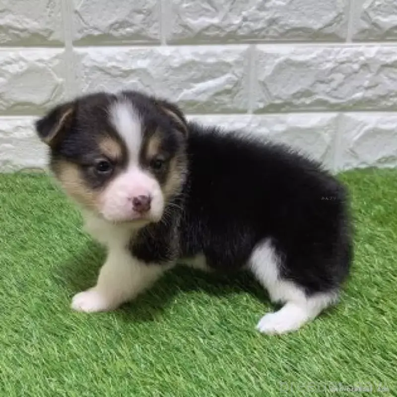 販売中の愛知県のウェルシュコーギーペンブローク-451283の4枚目