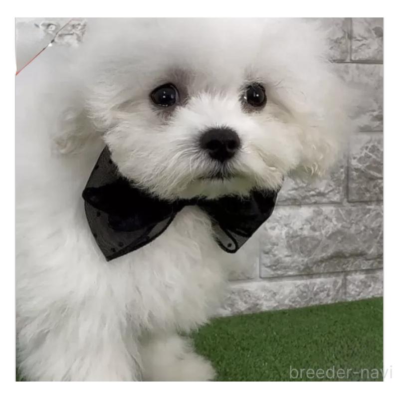 販売中の埼玉県のビションフリーゼ-447384