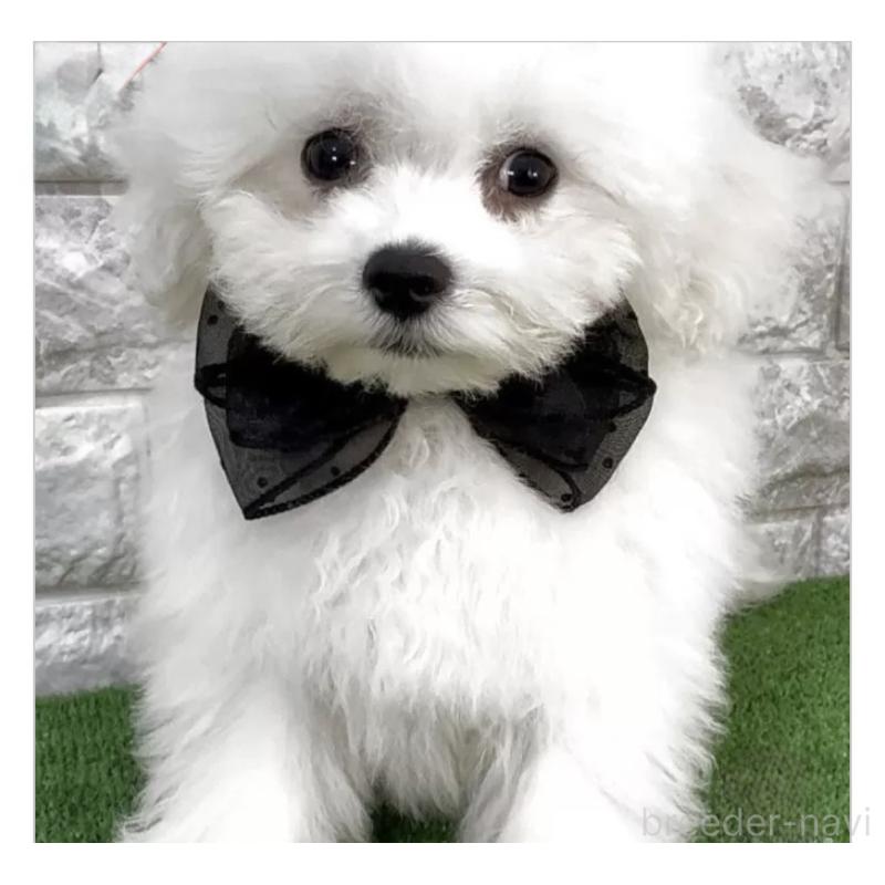 販売中の埼玉県のビションフリーゼ-447384の3枚目