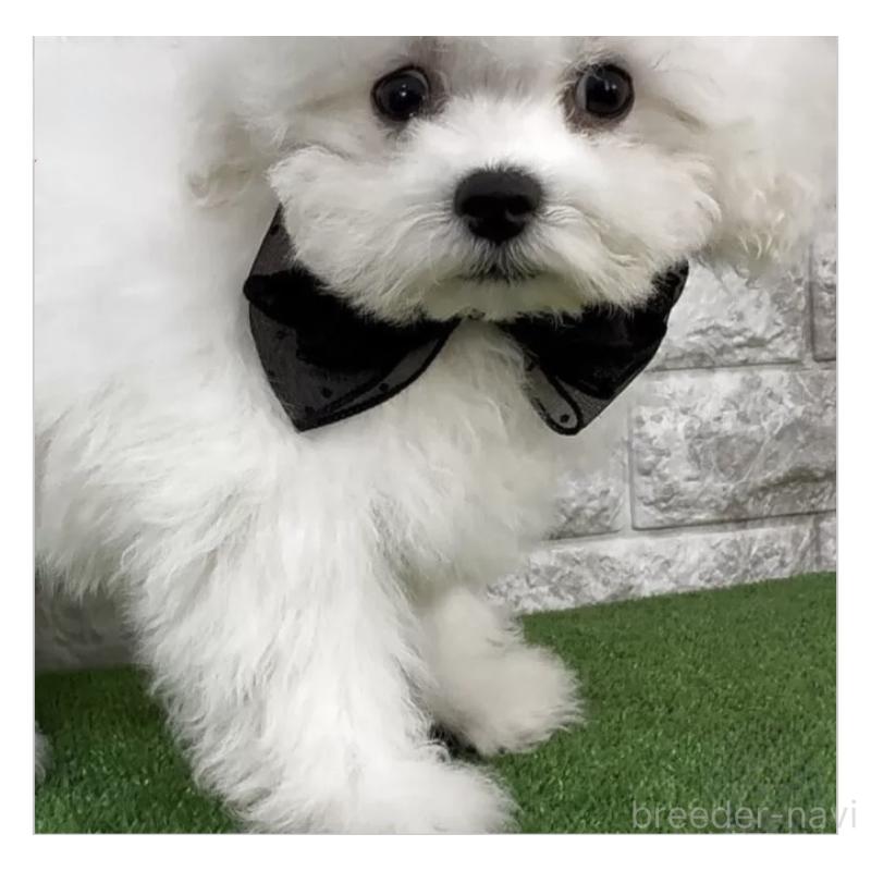 販売中の埼玉県のビションフリーゼ-447384の2枚目