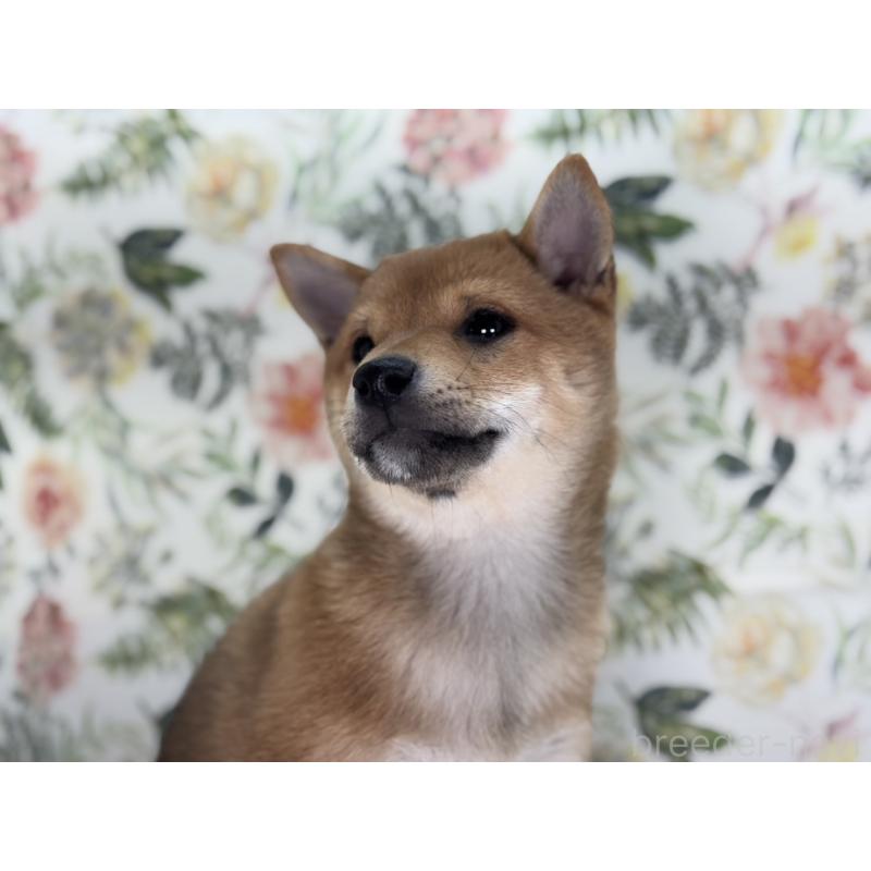 販売中の愛知県の豆柴-444569の2枚目