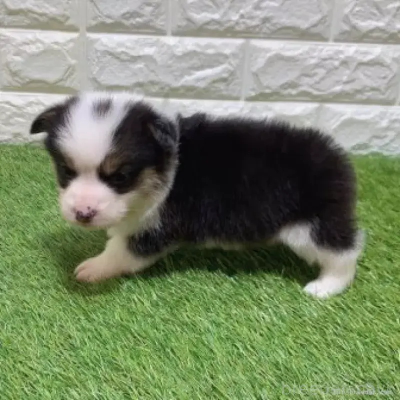 販売中の愛知県のウェルシュコーギーペンブローク-451285の4枚目