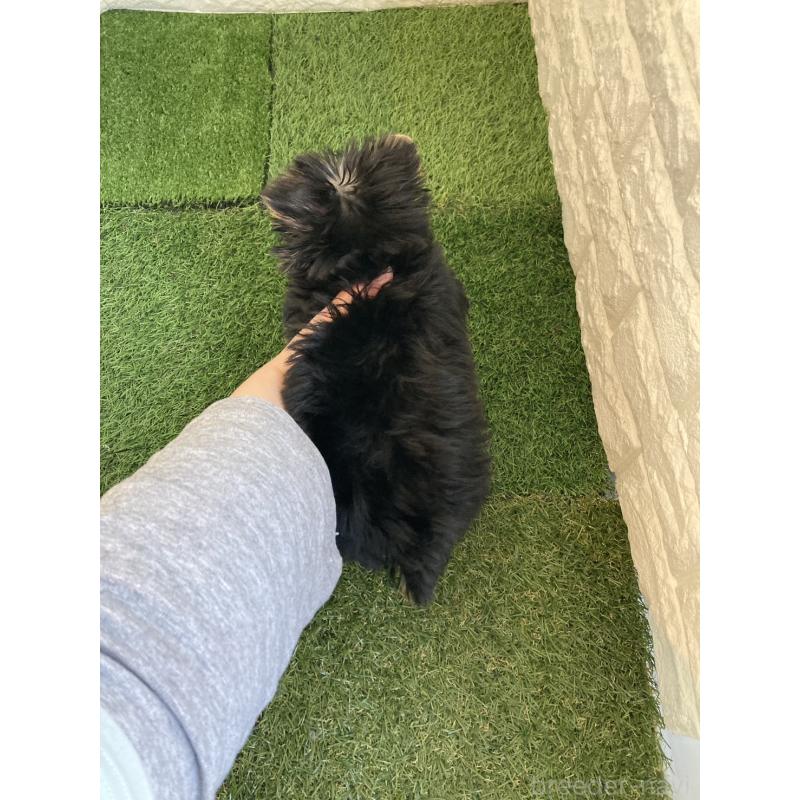 成約済の岡山県のヨークシャーテリア-444267の7枚目