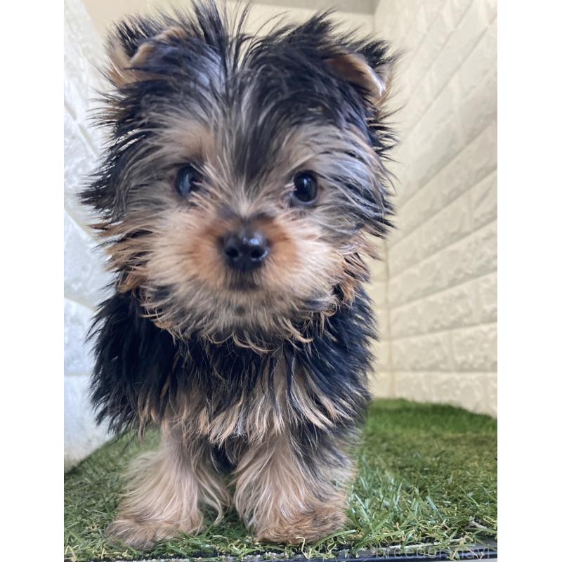 成約済の岡山県のヨークシャーテリア-444267の6枚目