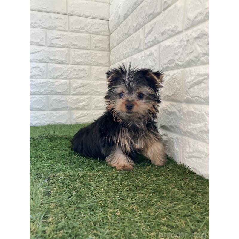 成約済の岡山県のヨークシャーテリア-444267の5枚目