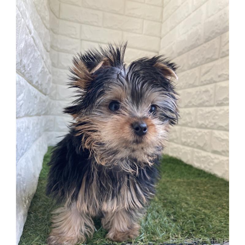 成約済の岡山県のヨークシャーテリア-444267の4枚目