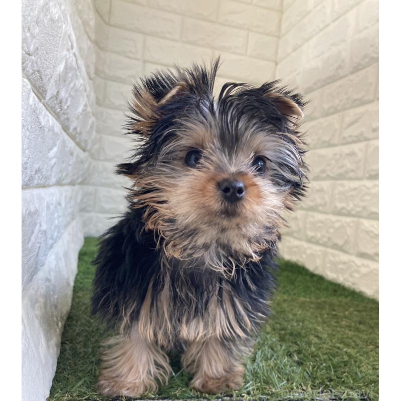 成約済の岡山県のヨークシャーテリア-444267の3枚目