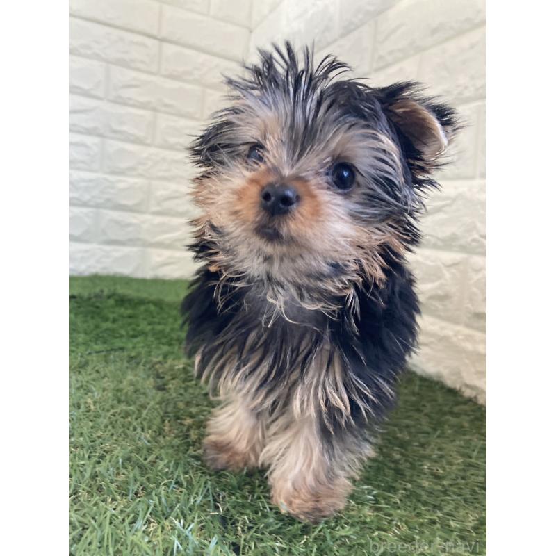 成約済の岡山県のヨークシャーテリア-444267の2枚目