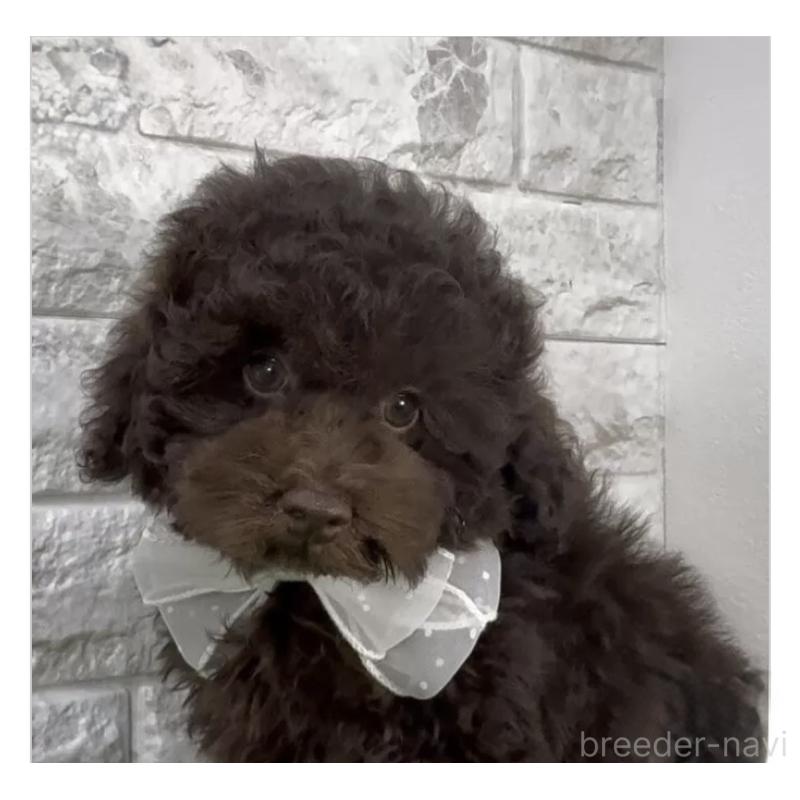 販売中の埼玉県のタイニープードル-445309の3枚目