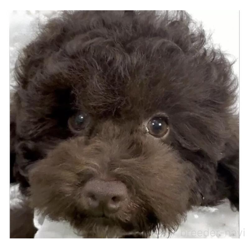 販売中の埼玉県のタイニープードル-445309の2枚目