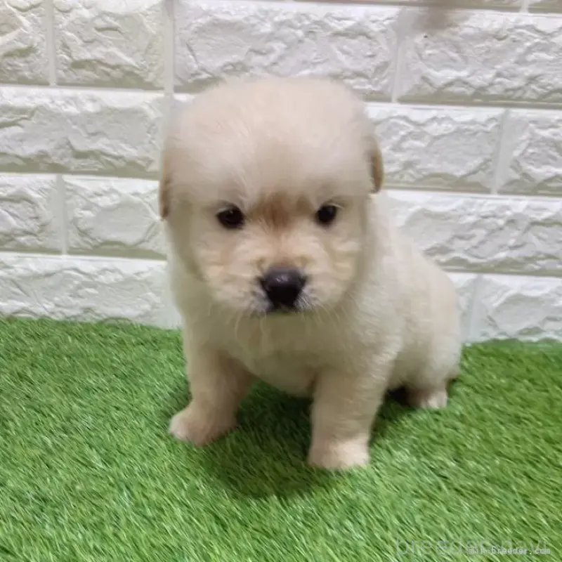 販売中の愛知県のゴールデンレトリーバー-451306