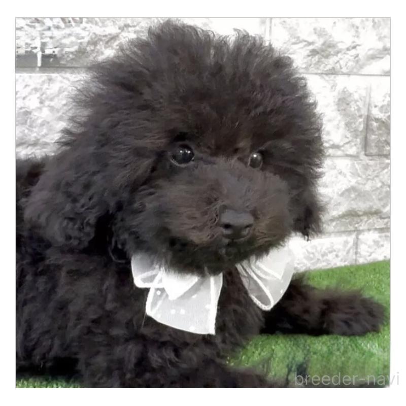 ♀︎タイニープードル