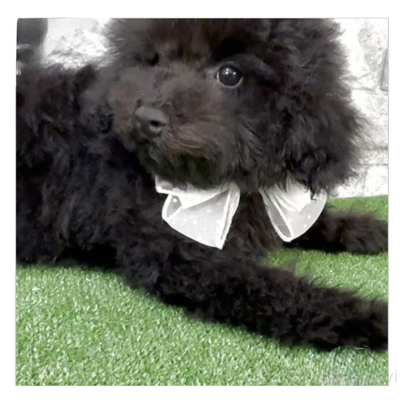 販売中の埼玉県のタイニープードル-438480の3枚目