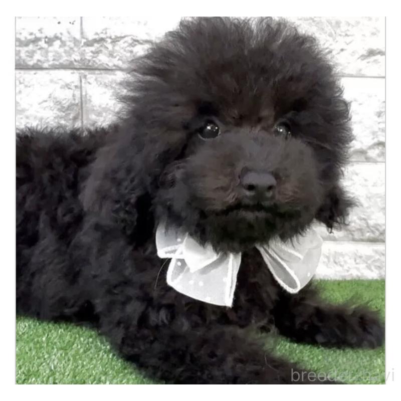 販売中の埼玉県のタイニープードル-438480の2枚目