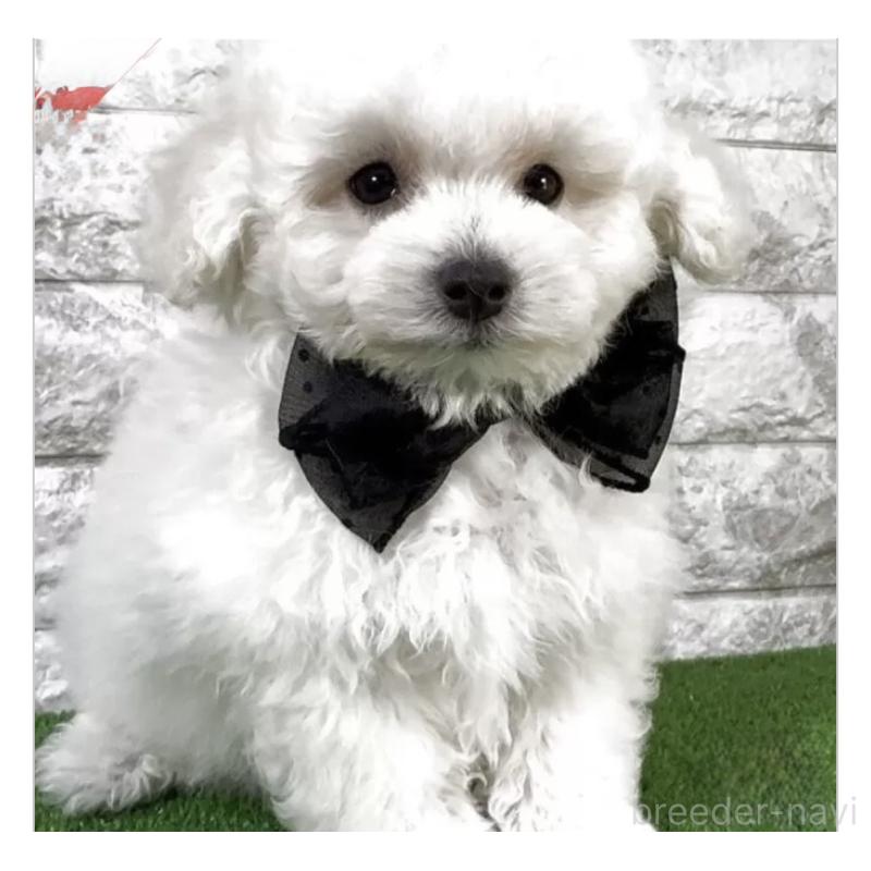 販売中の埼玉県のビションプー:ビションフリーゼ×トイプードル-447572