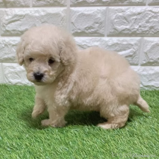 ♀︎トイプードル