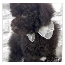 ♀︎タイニープードル