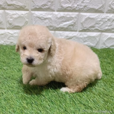 ♀︎トイプードル