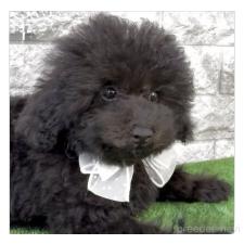 ♀︎タイニープードル