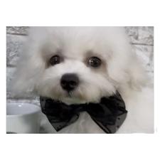 ♀︎ビションフリーゼ