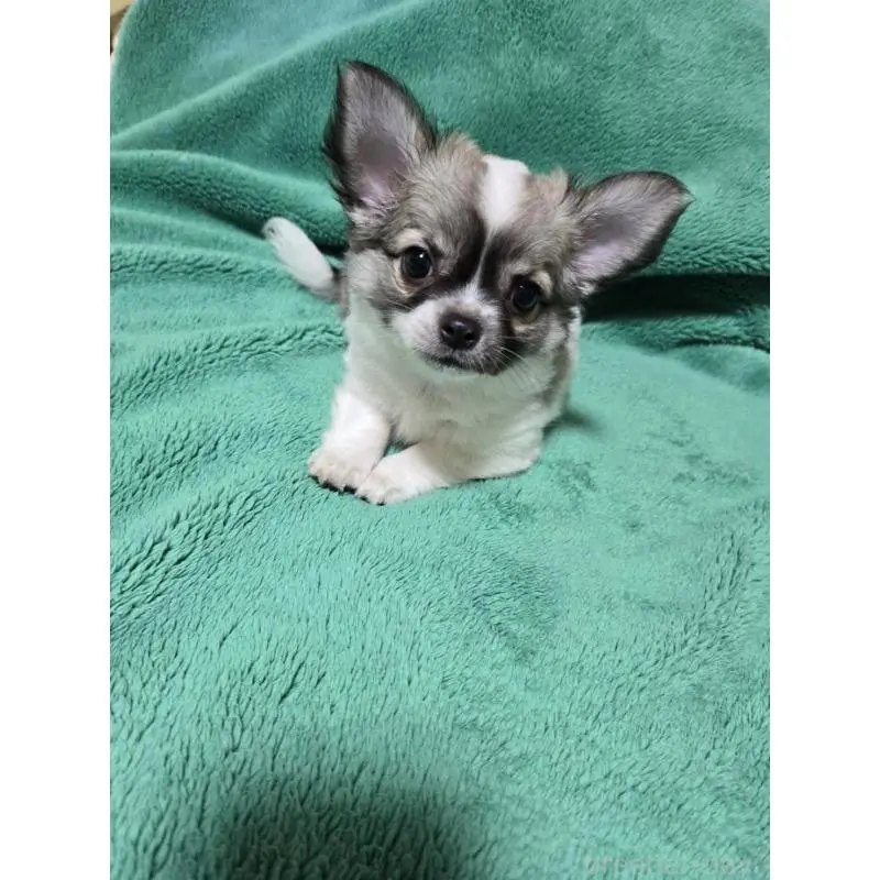 販売中の大阪府のミックス犬-451313の6枚目