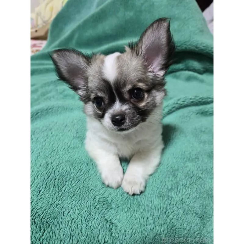 販売中の大阪府のミックス犬-451313の5枚目