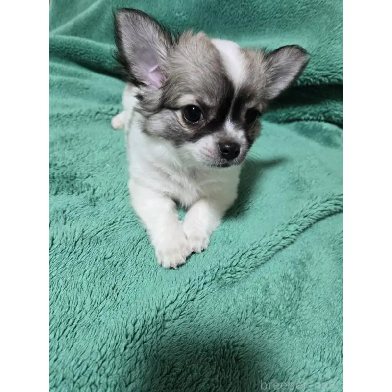 販売中の大阪府のミックス犬-451313の3枚目