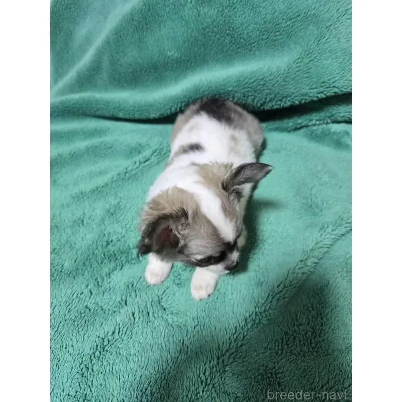 販売中の大阪府のミックス犬-451313の2枚目