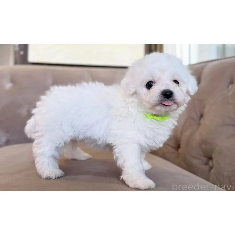 販売中の愛知県のビションフリーゼ-451320の3枚目