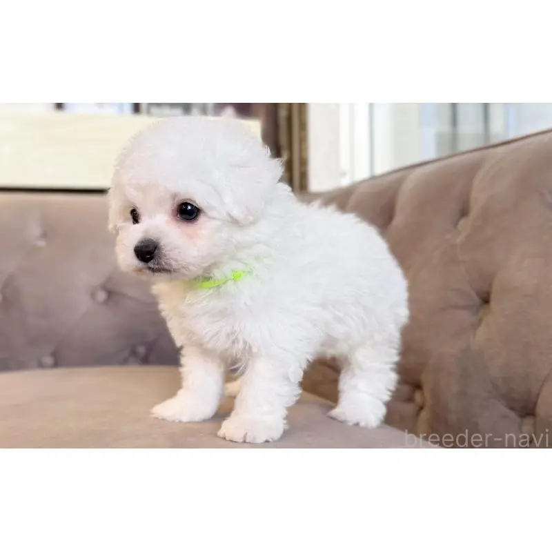 販売中の愛知県のビションフリーゼ-451320の2枚目