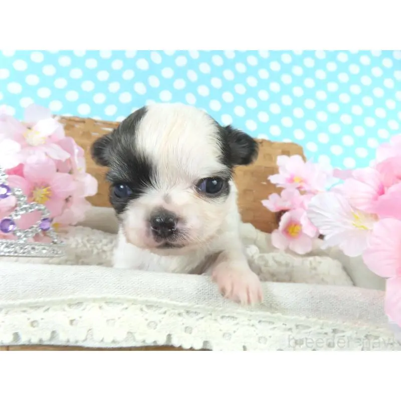 販売中の千葉県のチワワ(ロングコート)-451321の4枚目