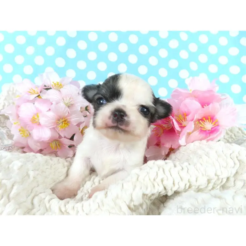 販売中の千葉県のチワワ(ロングコート)-451321の3枚目