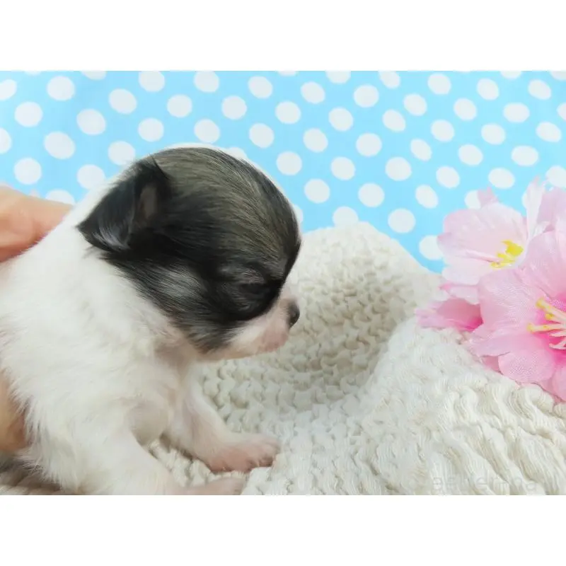 販売中の千葉県のチワワ(ロングコート)-451321の2枚目