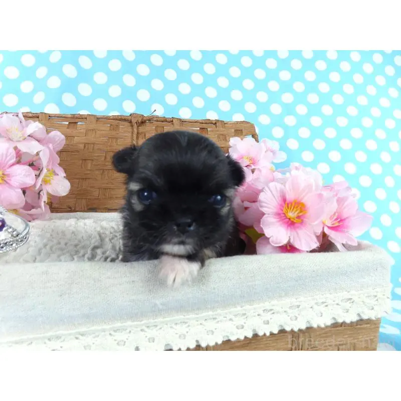 販売中の千葉県のチワワ(ロングコート)-451324の4枚目